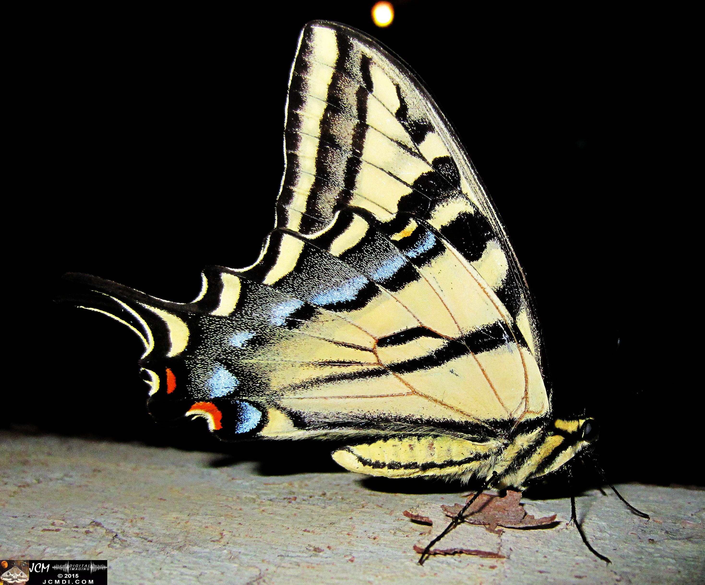 Western Tiger Swallowtail butterfly male on Sycamore Trunk jcmdi.com